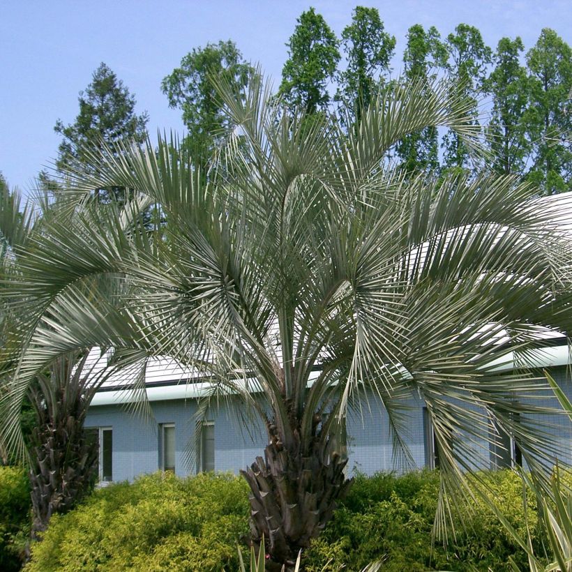 Butia capitata (Hábito)