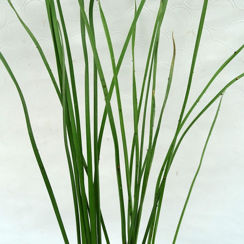 Butomus umbellatus (Folhagem)