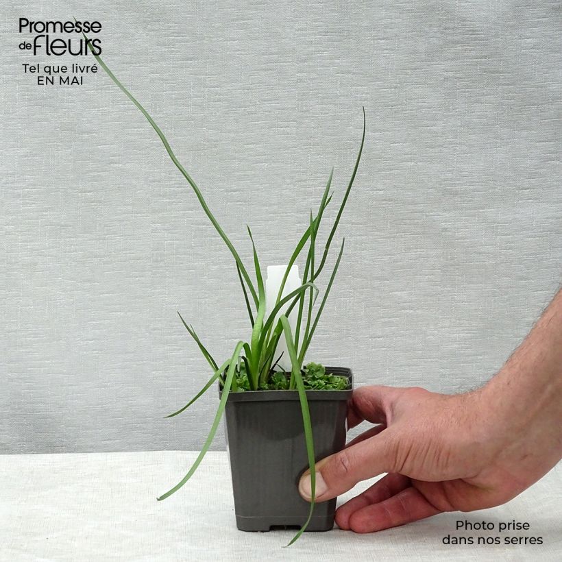 Amostra de Butomus umbellatus Vaso de 8/9 cm tal como entregue na primavera