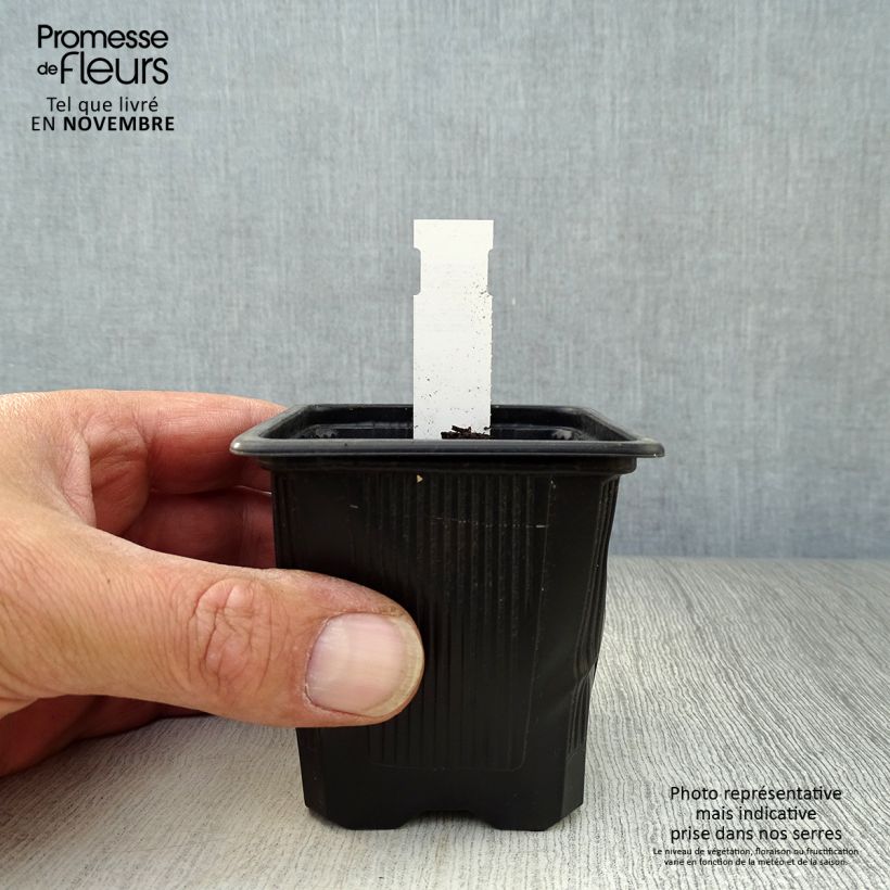 Amostra de Butomus umbellatus Vaso de 8/9 cm tal como entregue no outono