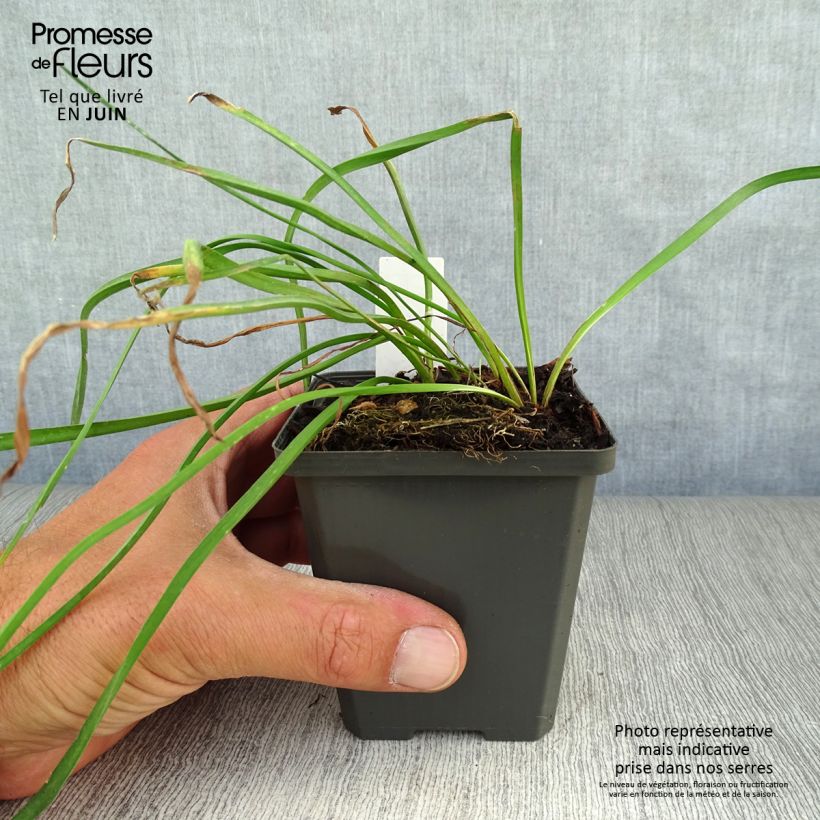 Amostra de Butomus umbellatus Vaso de 8/9 cm tal como entregue no verão