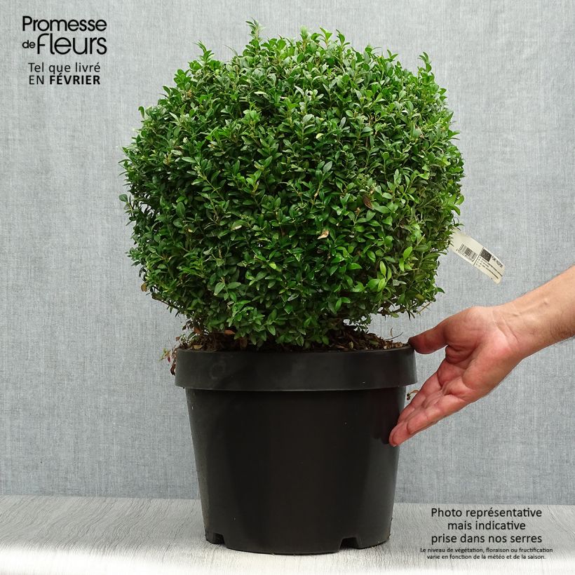 Amostra de Buxo sempervirens Arborescens Vaso de 7,5 L/10 L tal como entregue no outono