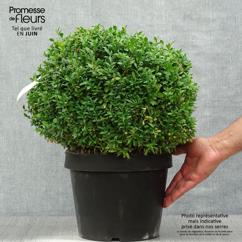 Amostra de Buxo sempervirens Arborescens Vaso de 7,5 L/10 L tal como entregue no verão