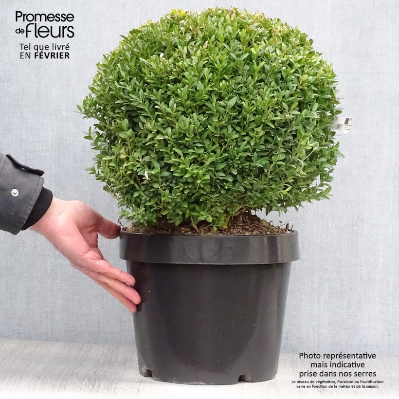 Amostra de Buxus sempervirens Arborescens - Buis commun Vaso de 7,5 L/10 L tal como entregue no inverno