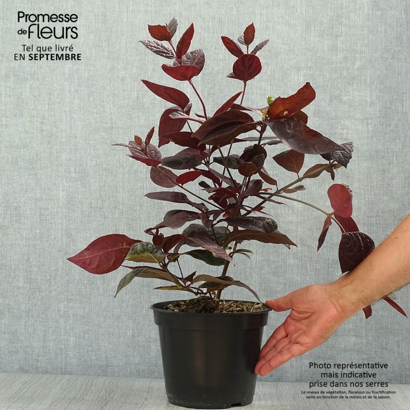 Amostra de Calycanthus floridus Burgundy Spice Vaso de 4 L/5 L tal como entregue no outono