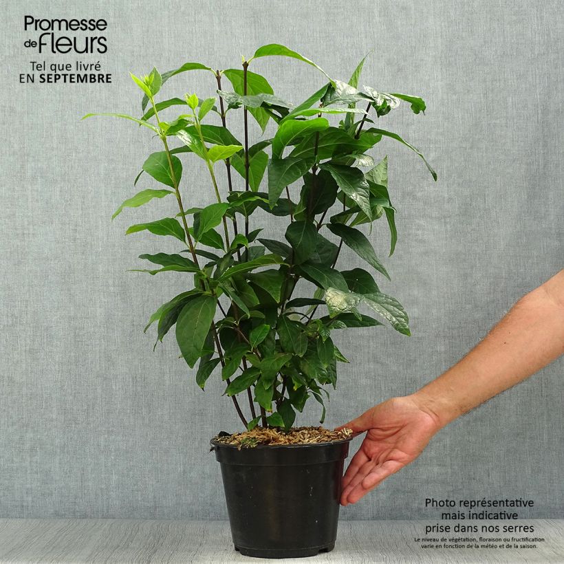 Amostra de Calycanthus floridus Michael Lindsay Vaso de 4 L/5 L tal como entregue no outono