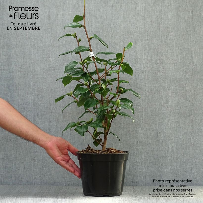 Amostra de Camélia japonica de Higo Fuji Vaso de 4 L/5 L tal como entregue no outono