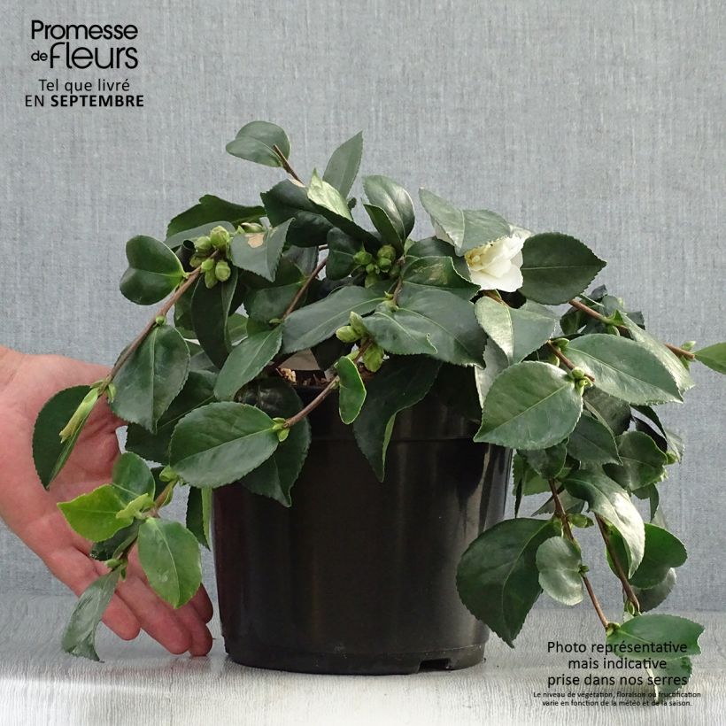 Amostra de Camellia sasanqua Waterfall White Vaso de 4 L/5 L tal como entregue no outono
