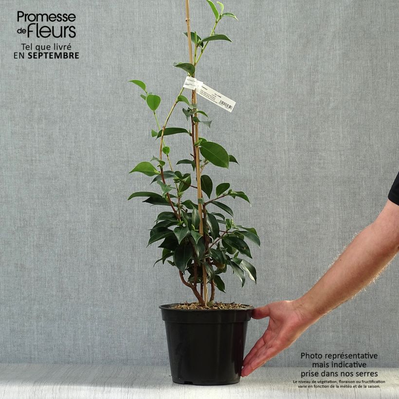 Amostra de Camellia sasanqua Yume Vaso de 4 L/5 L tal como entregue no outono