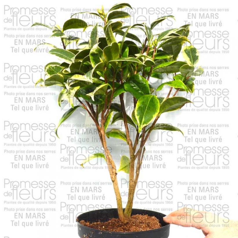 Exemplo de amostra de Camélia classique - Camellia Kerguelen Pot de 4L/5L tal como entregue