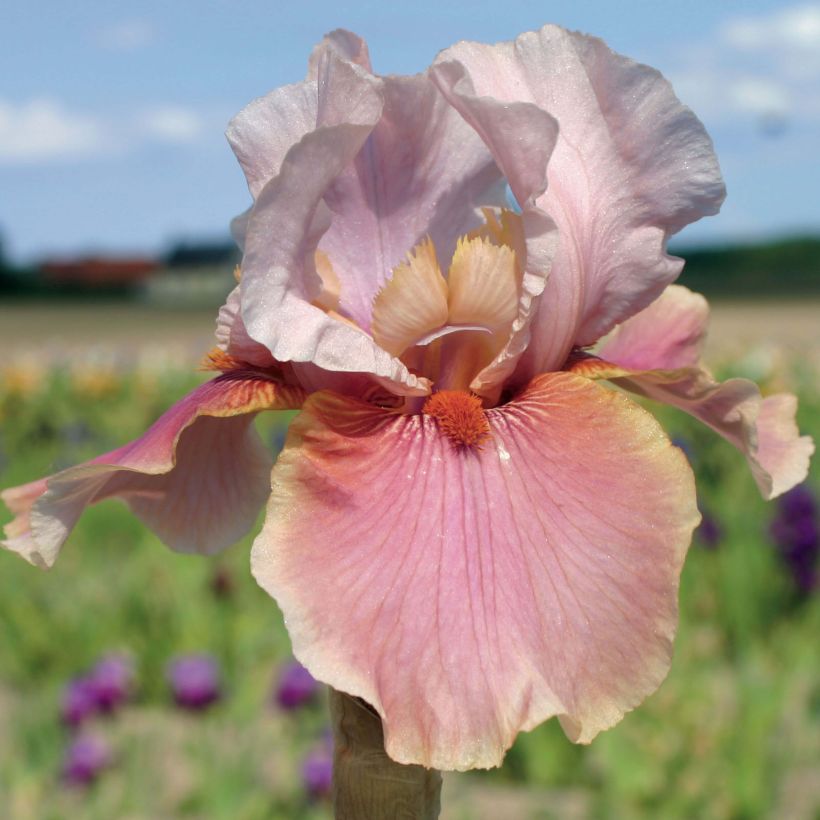 Iris germanica Cameo wine (Floração)