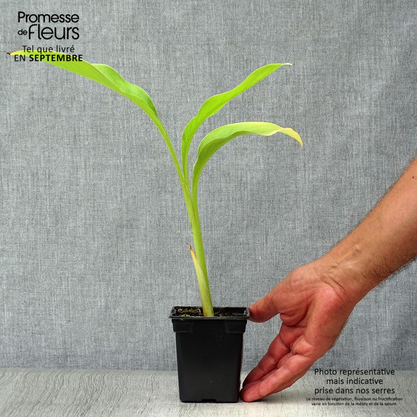 Amostra de Canna edulis - Canna comestible, Balisier rouge Godet de 7/8 cm tal como entregue no outono