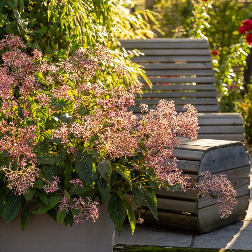 Cardiandra Bunches of the Sky (Hábito)