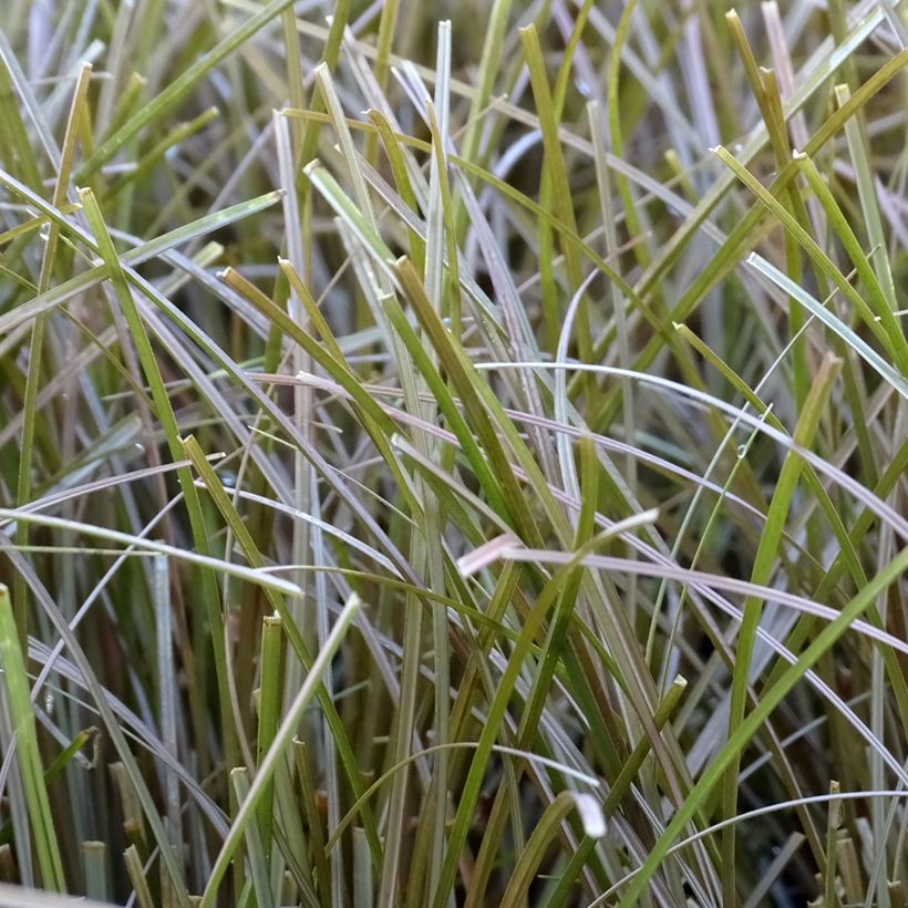 Carex flagellifera Bronzita (Folhagem)