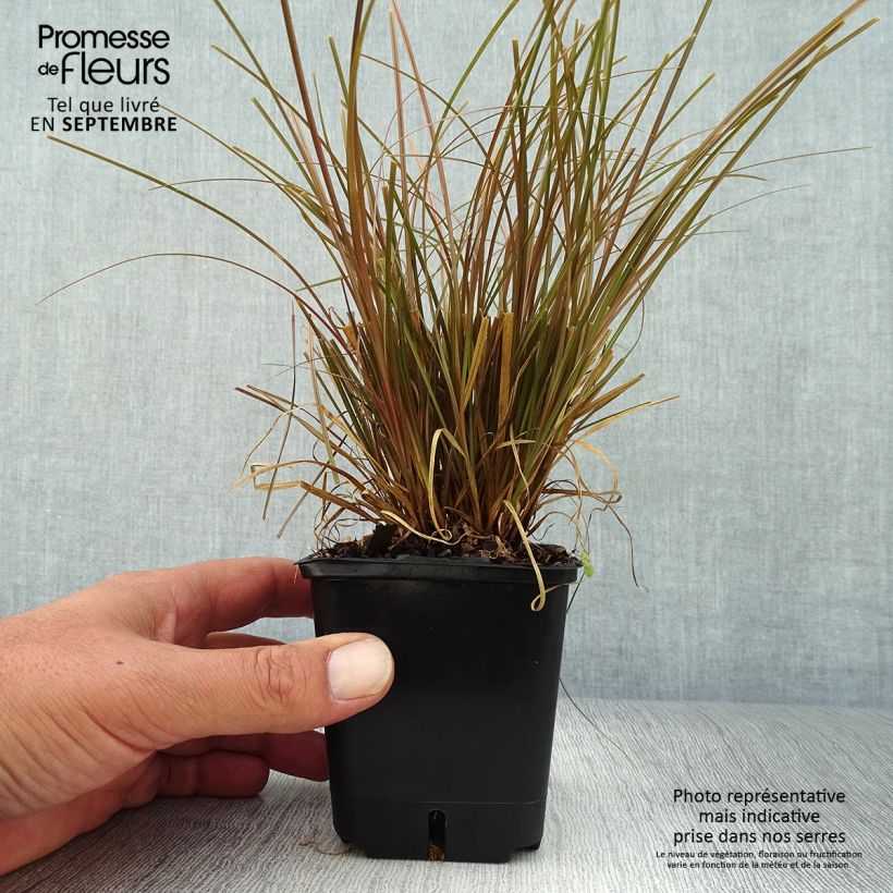 Amostra de Carex flagellifera Bronzita Vaso de 8/9 cm tal como entregue no outono