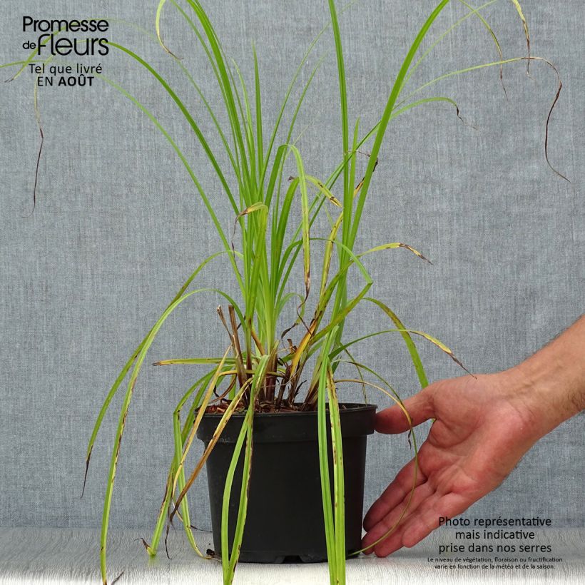 Amostra de Carex grayi Vaso de 2 L/3 L tal como entregue no verão