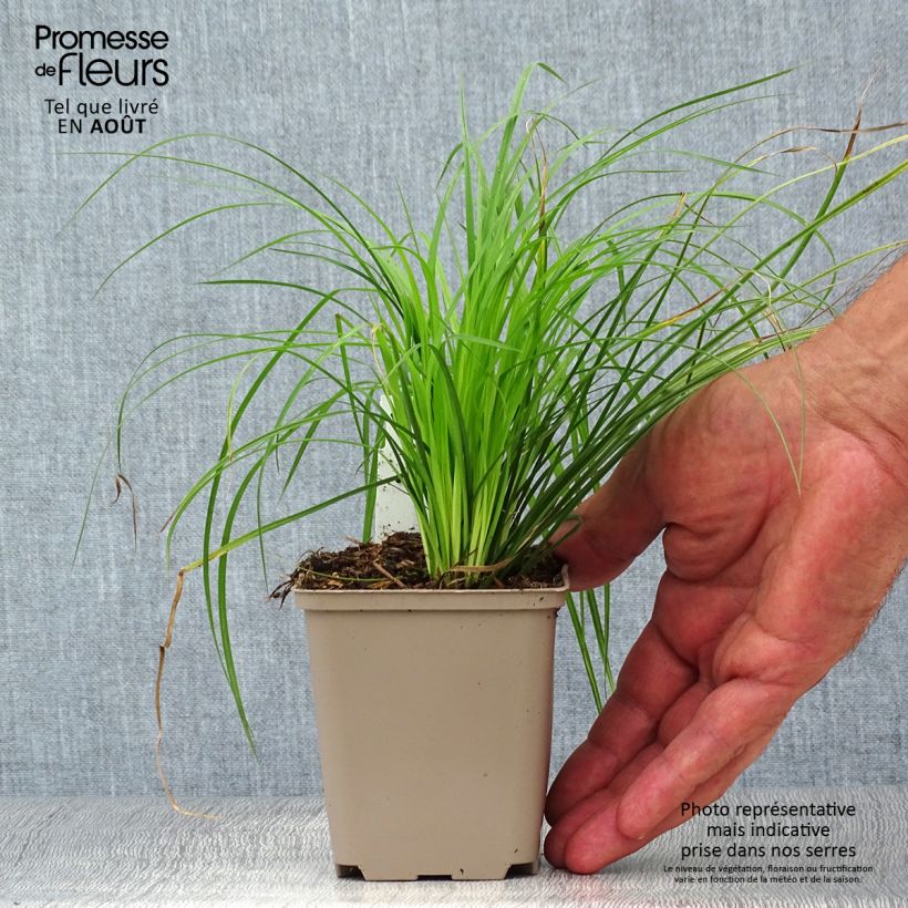 Amostra de Carex montana Vaso de 8/9 cm tal como entregue no verão