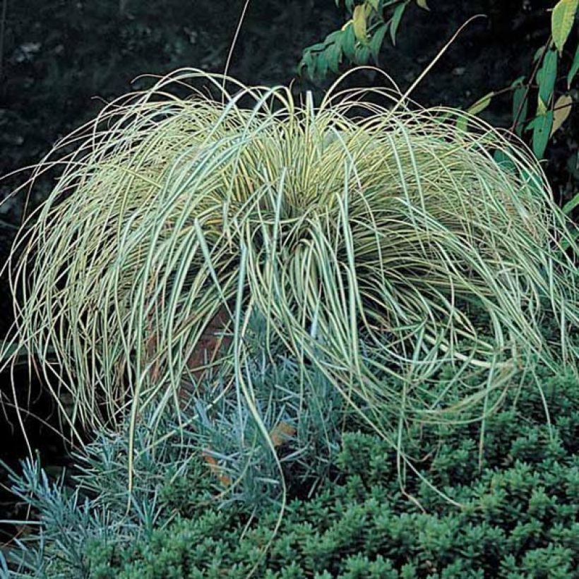 Carex oshimensis Evergold (Hábito)