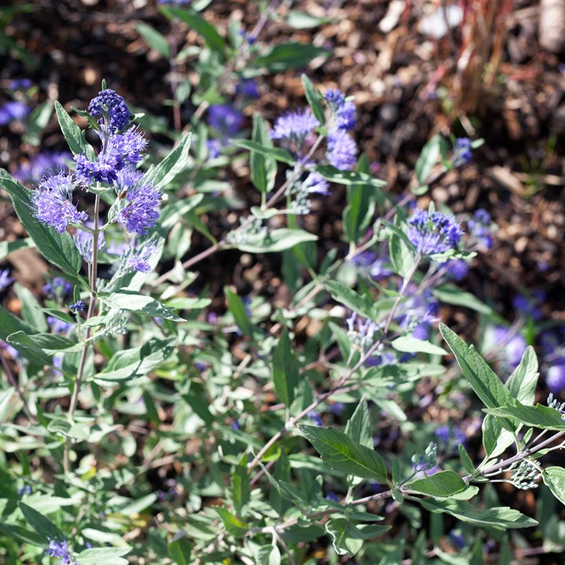 Caryopteris clandonensis Dark Knight (Floração)