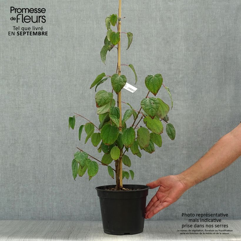 Amostra de Cercidiphyllum japonicum Glowball Vaso de 4 L/5 L tal como entregue no outono