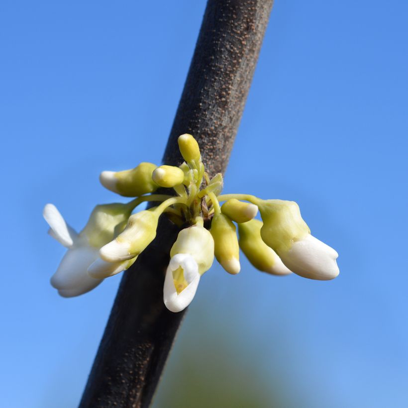 Cercis canadensis Texas White (Floração)