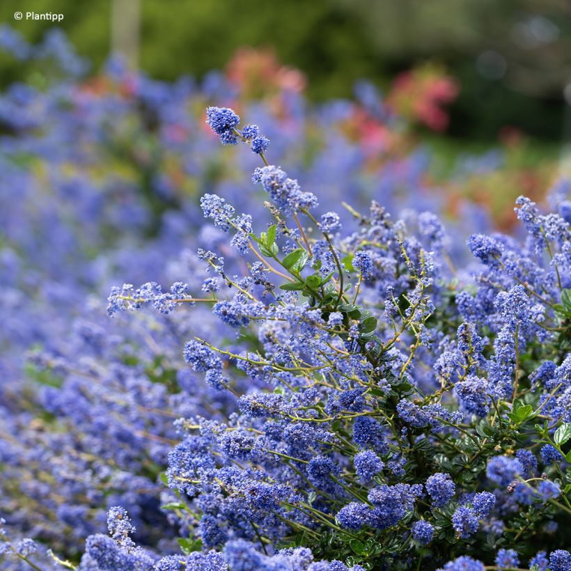 Ceanothus Pacific Wave (Floração)