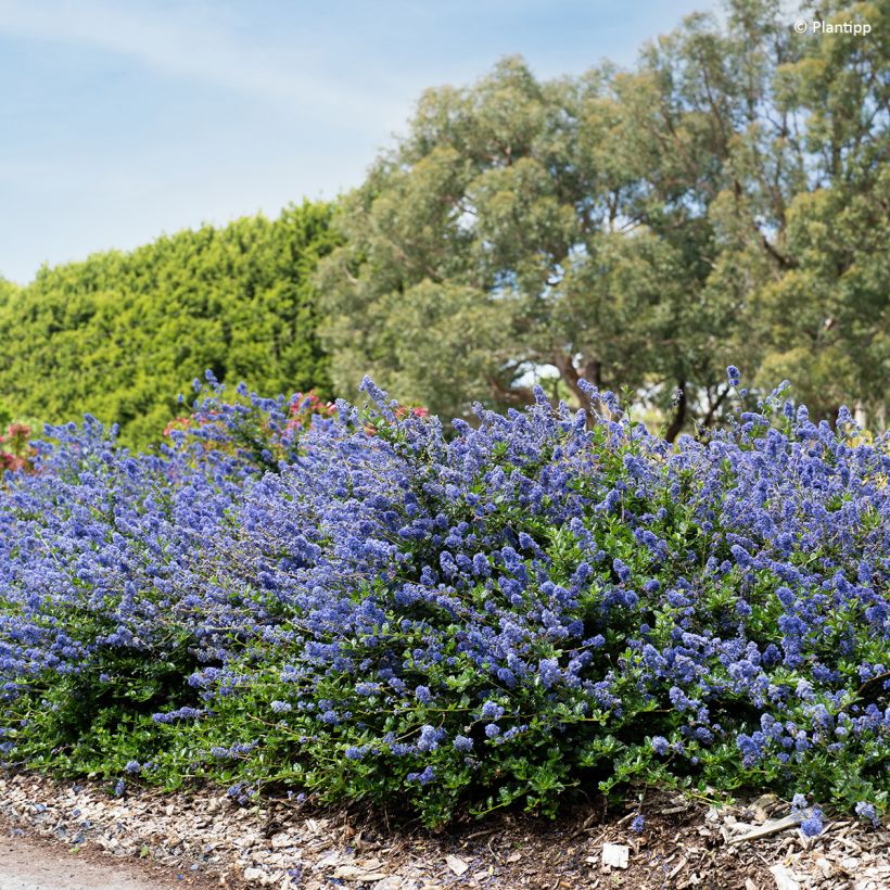Ceanothus Pacific Wave (Hábito)