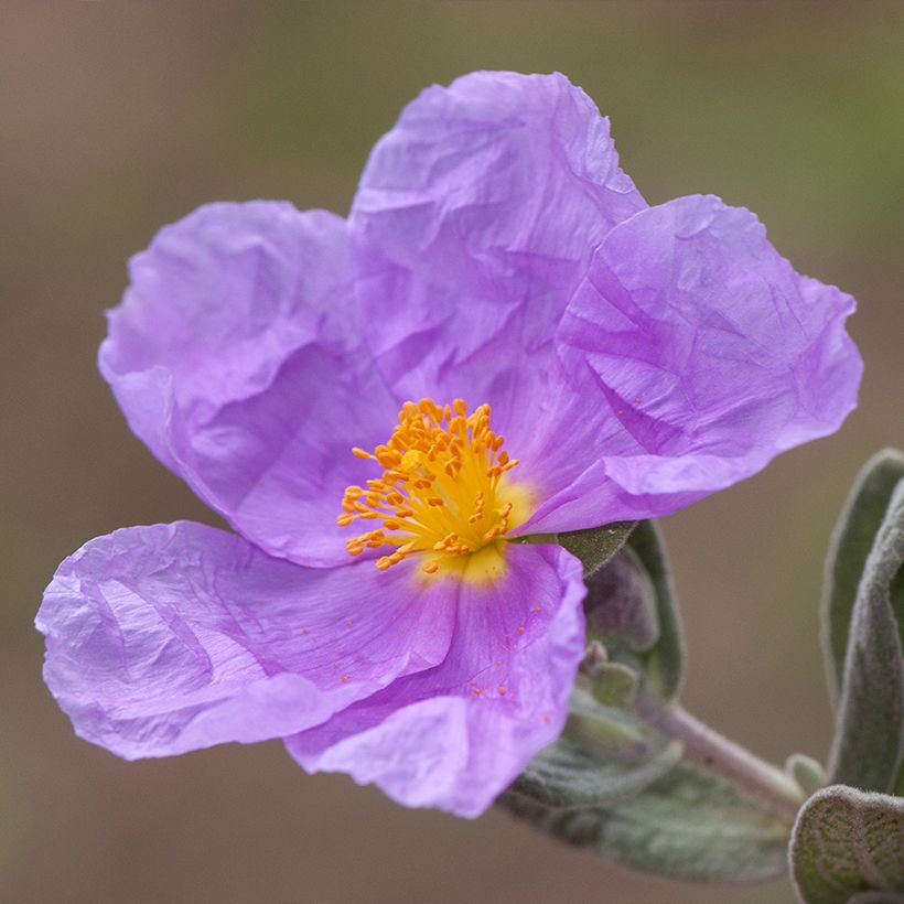 Cistus albidus (Floração)