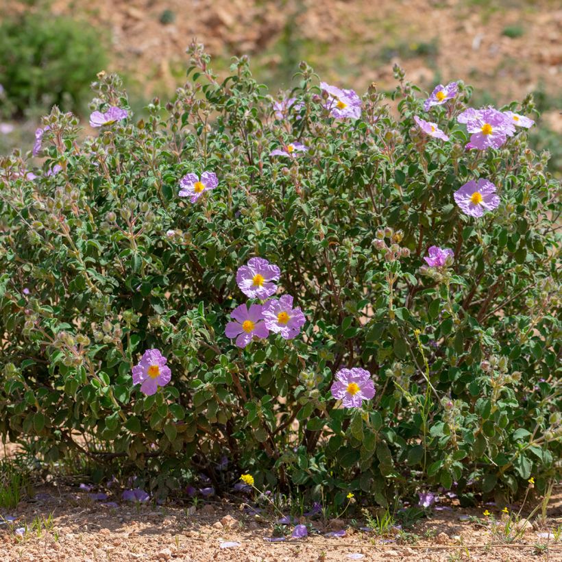 Cistus albidus (Hábito)