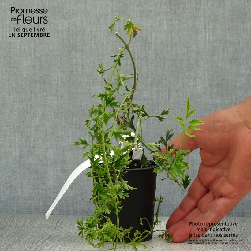 Amostra de Clématite - Clematis Early Sensation Vaso de 8/9 cm tal como entregue no outono