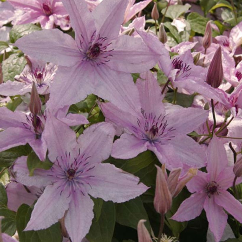 Clematis Hagley hybride (Floração)