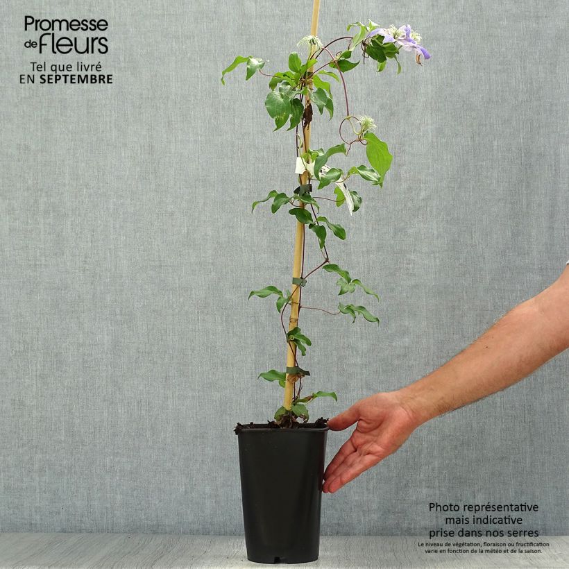 Amostra de Clematis Lasurstern Vaso de 1,5 L/2 L tal como entregue no outono