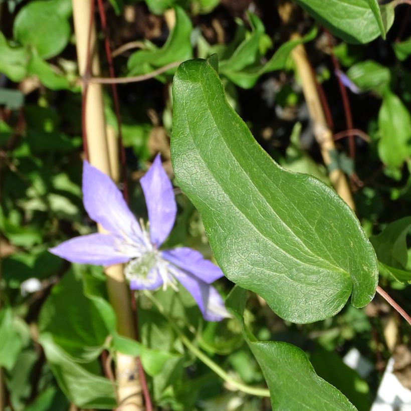 Clematis Lasurstern (Folhagem)
