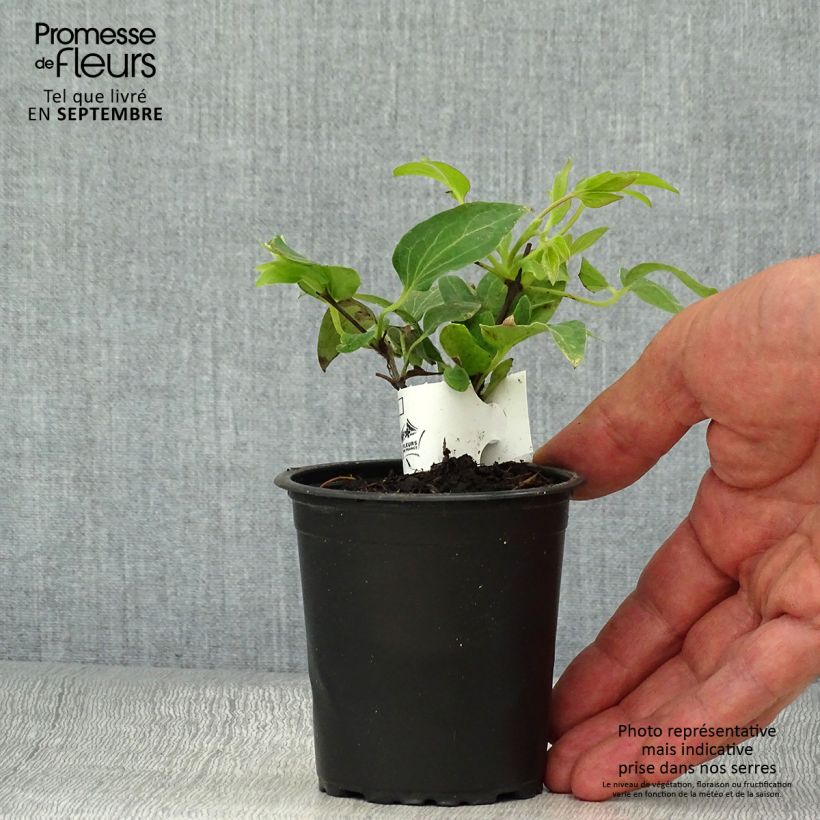 Amostra de Clematis Nelly Moser Vaso de 8/9 cm tal como entregue no outono