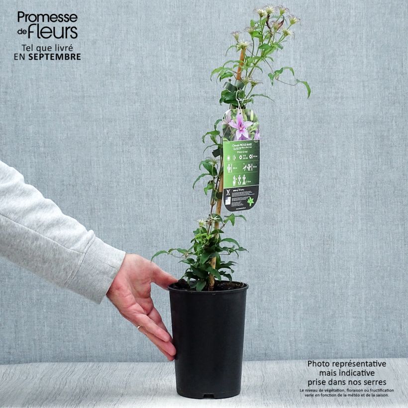 Amostra de Clematis Proud Mary Vaso de 2 L/3 L tal como entregue no outono