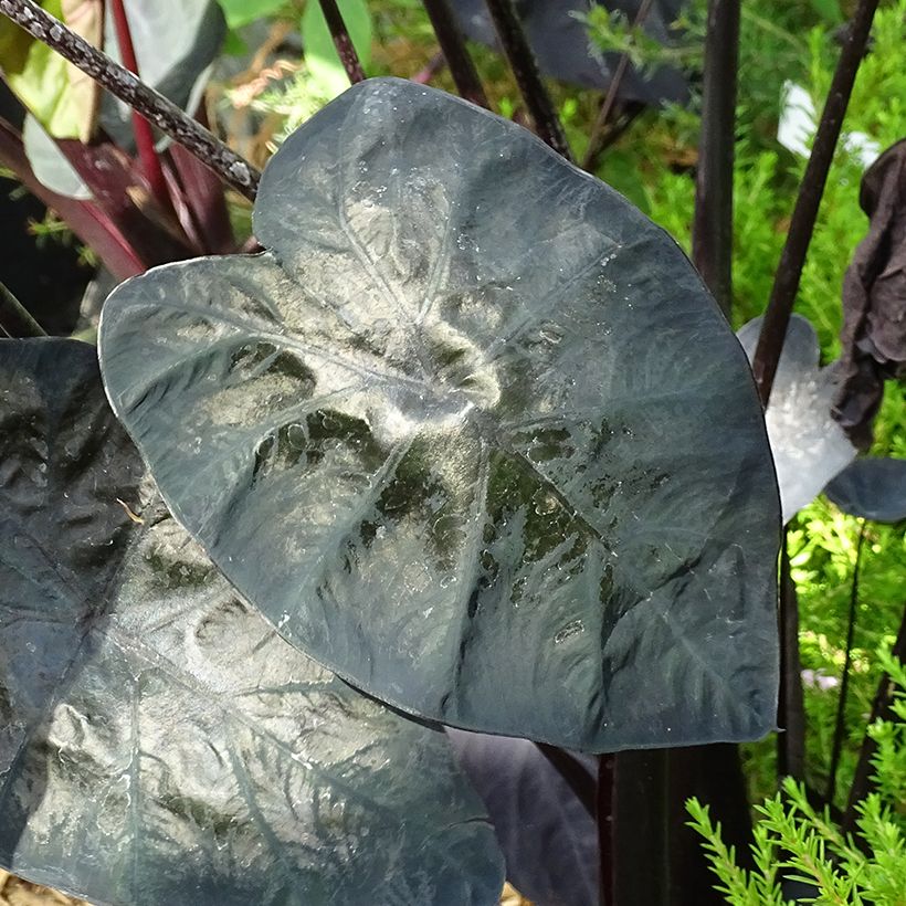 Colocasia Painted Black Gecko (Folhagem)