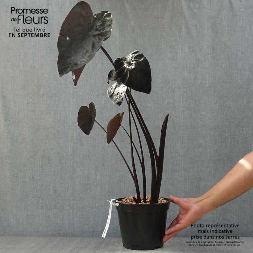 Amostra de Colocasia Painted Black Gecko Vaso de 4 L/5 L tal como entregue no outono