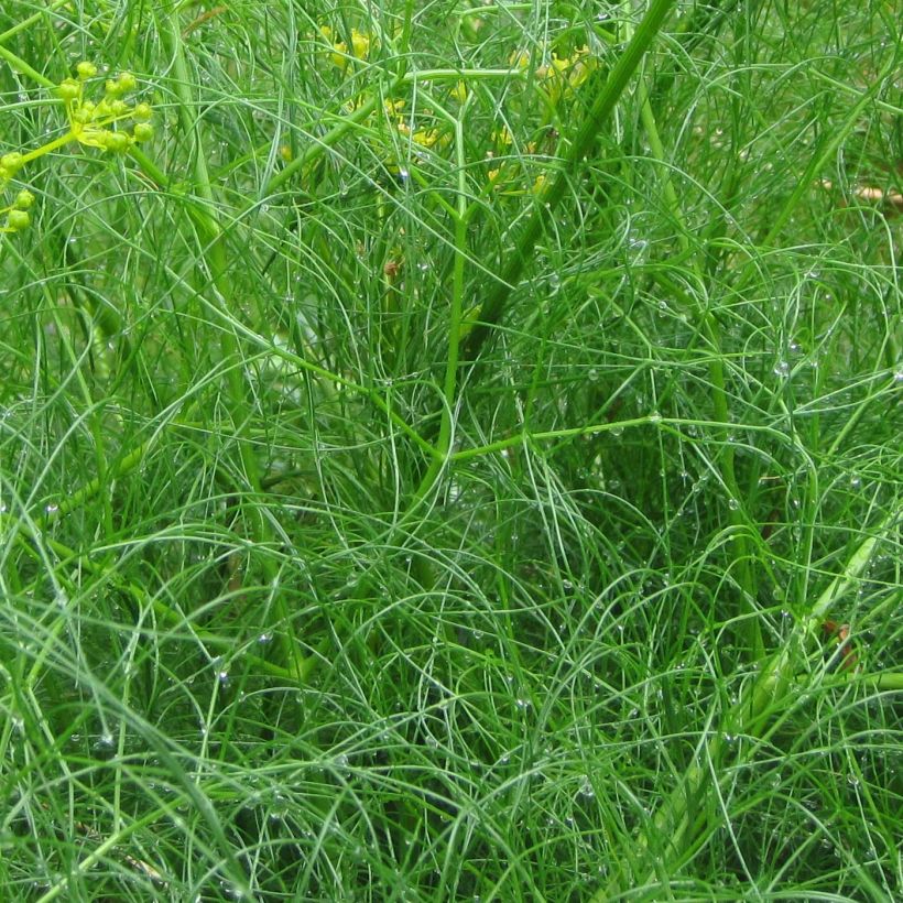 Cachrys alpina (Folhagem)