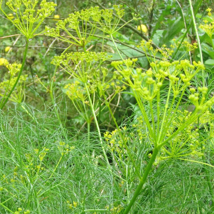 Cachrys alpina (Floração)