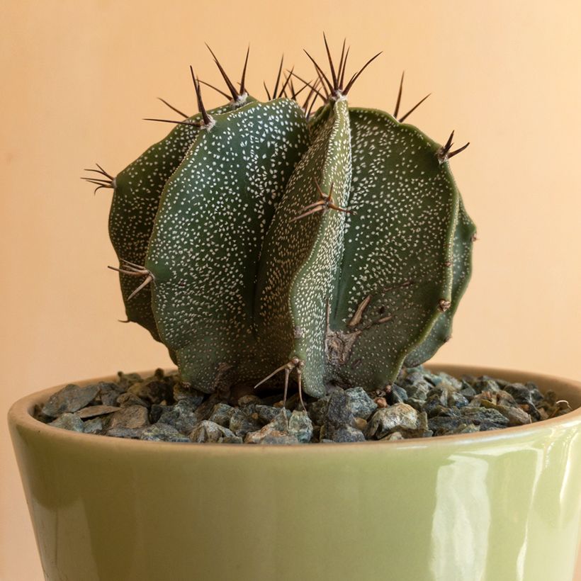 Astrophytum ornatum - Cacto-estrela (Folhagem)