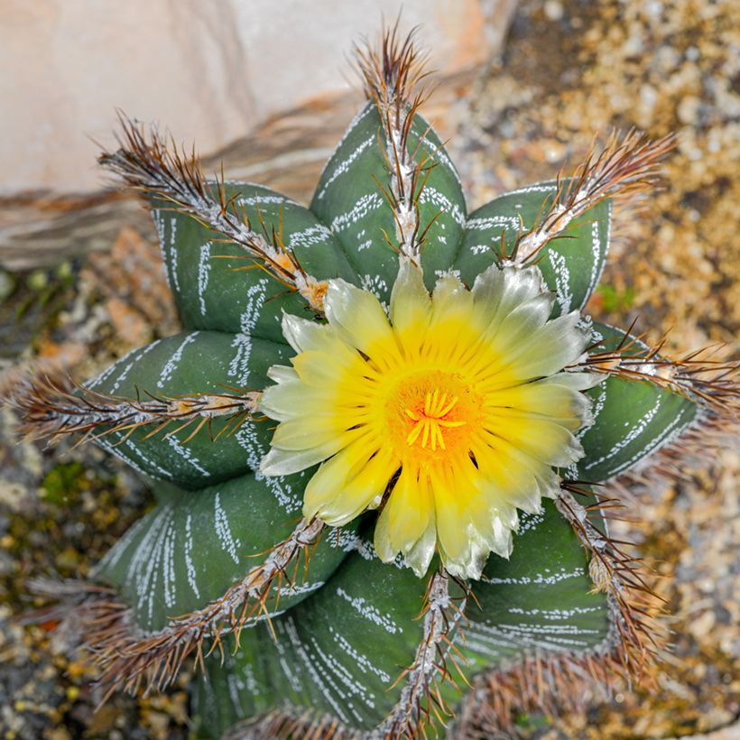 Astrophytum ornatum - Cacto-estrela (Floração)