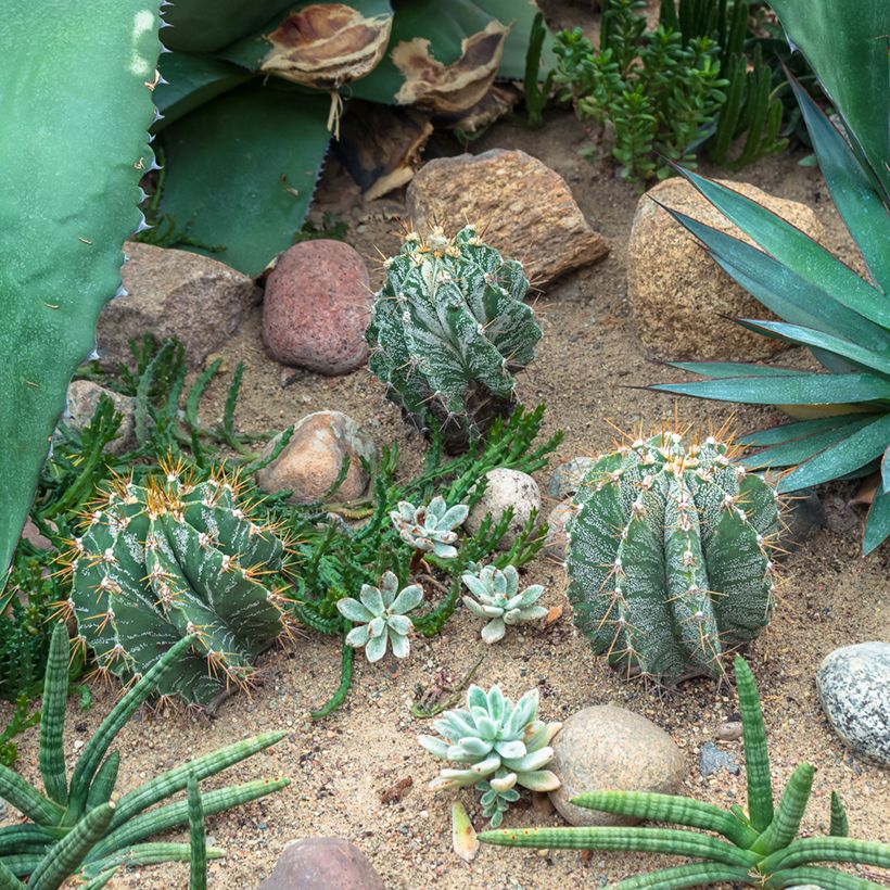 Astrophytum ornatum - Cacto-estrela (Hábito)