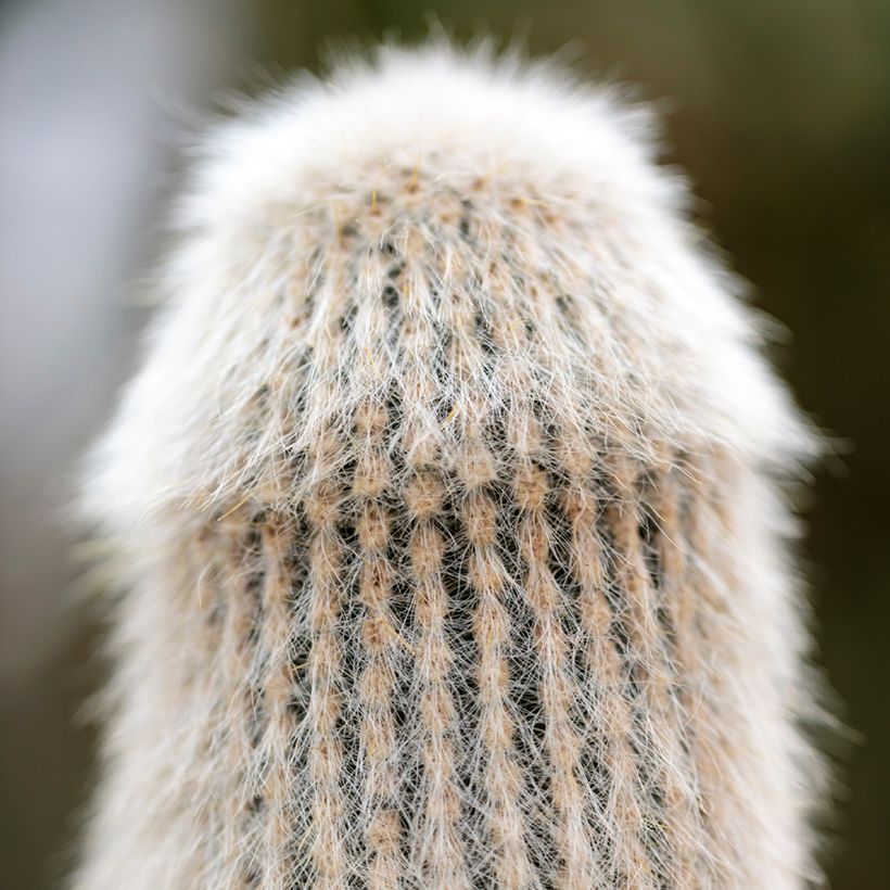 Cleistocactus strausii (Folhagem)