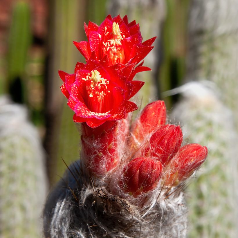 Cleistocactus strausii (Floração)