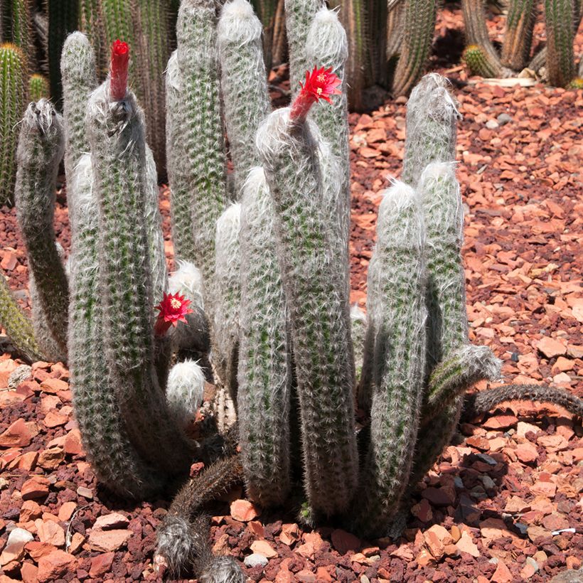 Cleistocactus strausii (Hábito)