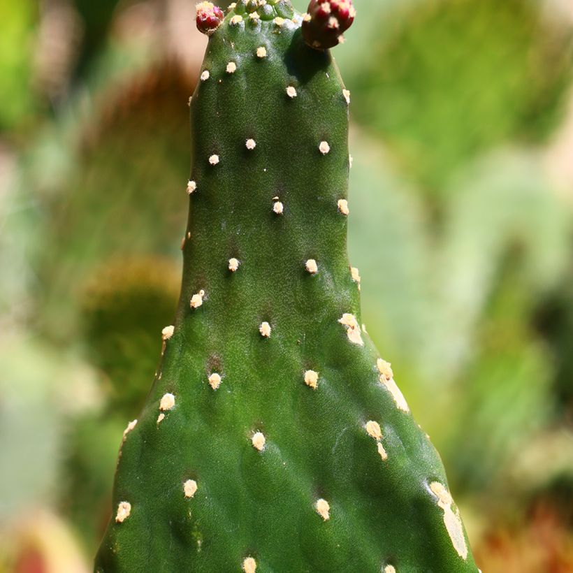 Consolea rubescens - Cacto (Folhagem)