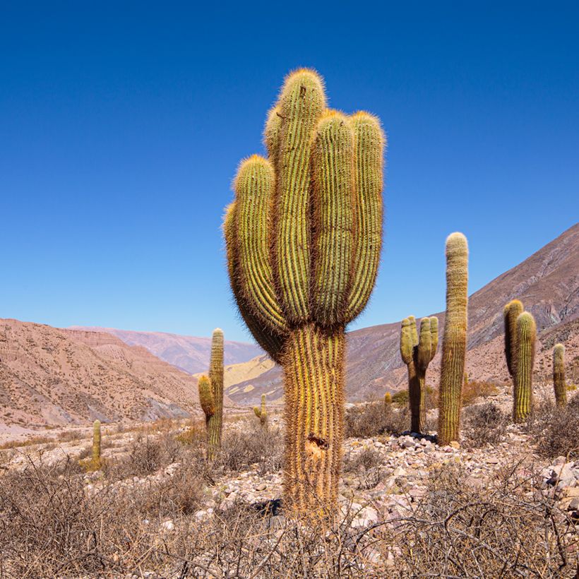 Echinopsis atacamensis subsp. pasacana (Hábito)