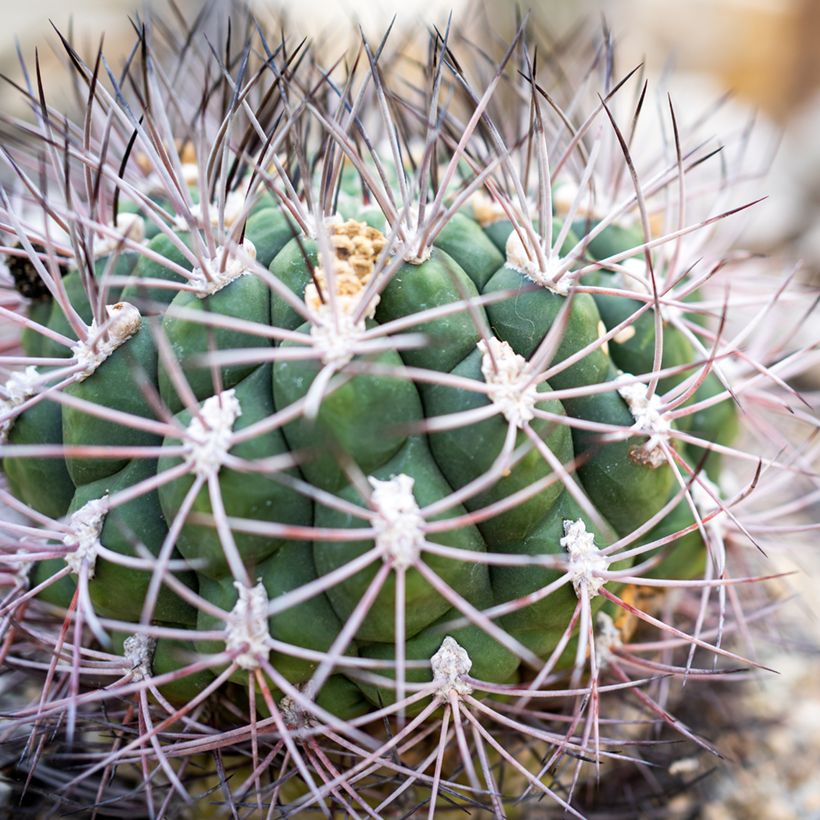 Gymnocalycium saglionis (Folhagem)