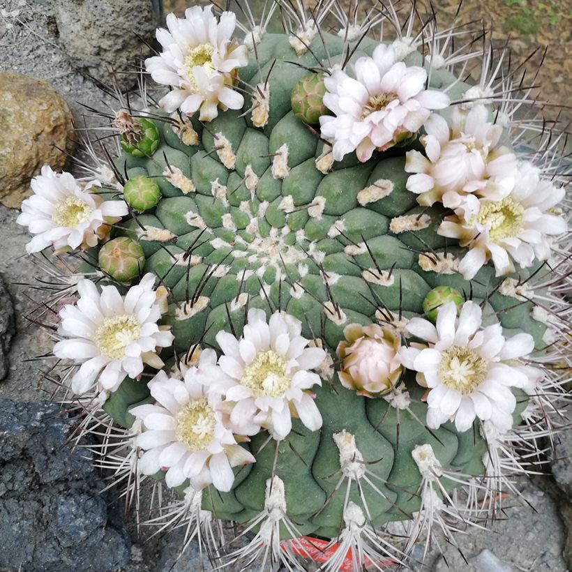 Gymnocalycium saglionis (Floração)