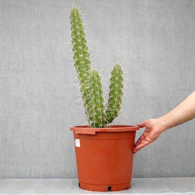 Amostra de Cactus - Harrisia tetracantha Pot de 12L/15L tal como entregue no inverno